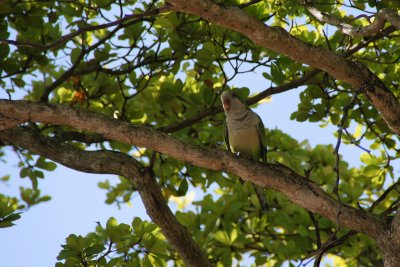 Monk parakeet in Old San Juan