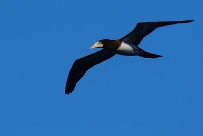 Brown booby soaring