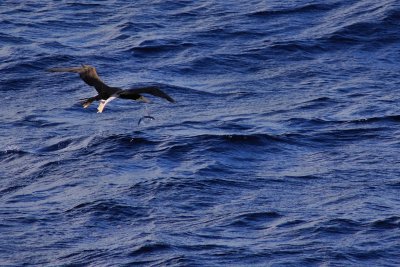Brown booby and flying fish