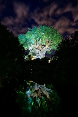 Tree of Life and reflection with cool clouds