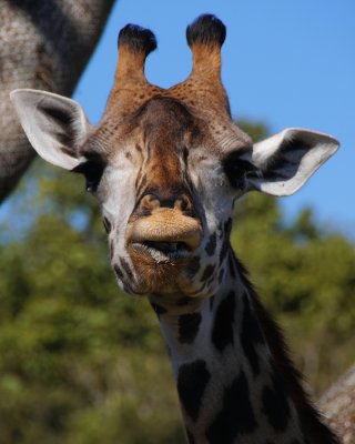 Giraffe funny look