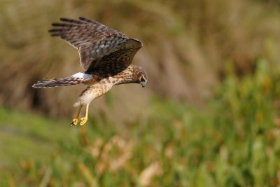 Northern harrier hunting