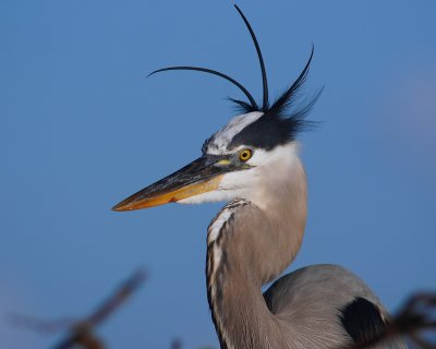 Great blue heron with a mohawk
