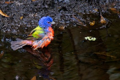 Painted bunting having a bath