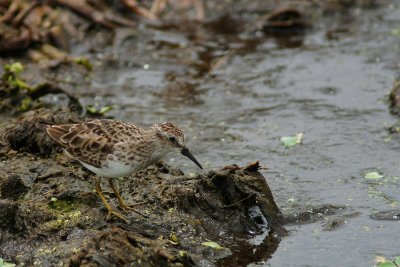 Least sandpiper