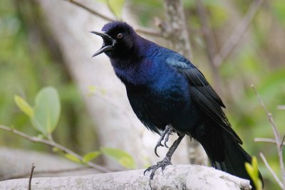 Grackle calling out