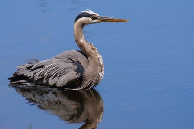 Great blue heron cooling off