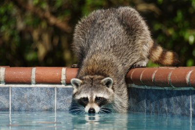 Raccoon having a drink