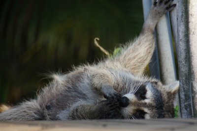 Raccoon lying down to eat