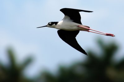 Black-necked stilt close flight