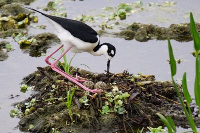 Black-necked stilt watching her nest
