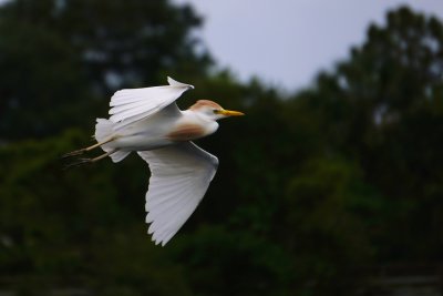 Cattle egret coming in