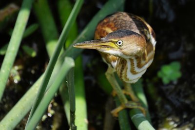 Least bittern with a look