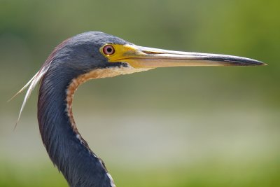 Closeup with a tricolor heron