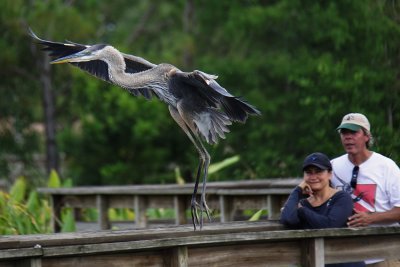 Great blue heron landing, with admirerers