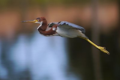 Tricolor heron in flight