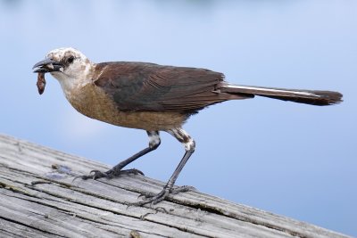 Partially leucistic grackle with fish
