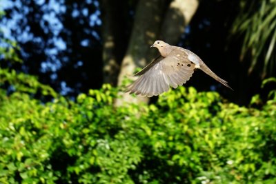 Dove flying over my yard
