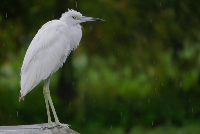 Young little blue heron in the rain