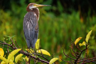 Tricolor heron on a branch in the rain