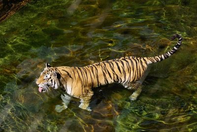 Tiger standing in the water