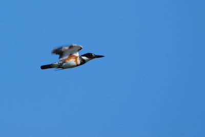 Belted kingfisher flying past