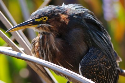 Green heron closeup