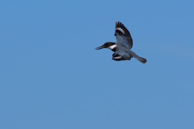 Belted kingfisher flying by