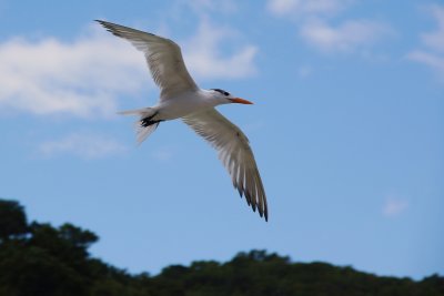 Royal tern in Jamaica