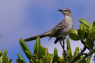 Bahama mockingbird