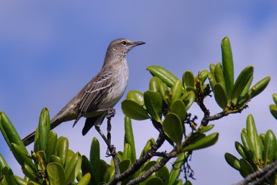 Bahama mockingbird