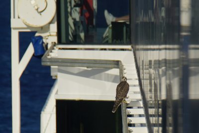 Peregrine falcon catching a ride