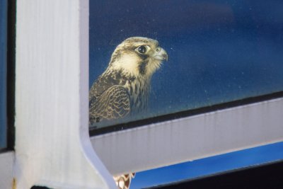 Peregrine falcon looking through the glass