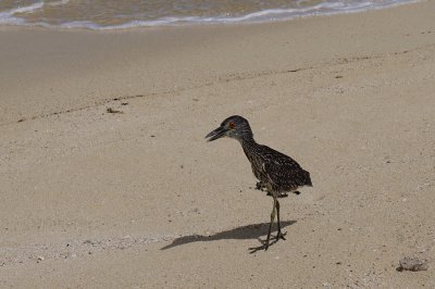 Night heron strolling the beach in Jamaica