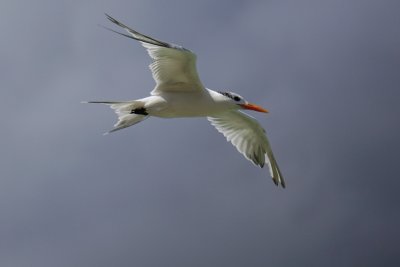 Royal tern in Jamaica