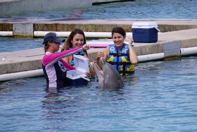 People meeting a dolphin, Grand Cayman