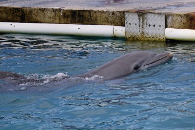 Dolphin, Grand Cayman