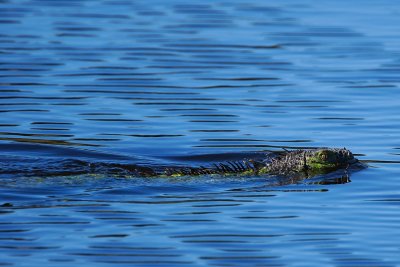 Yes, iguanas can swim!