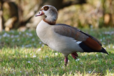 Egyptian goose