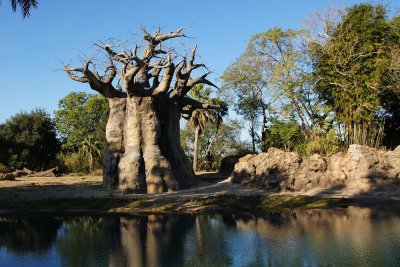 Baobab tree and water