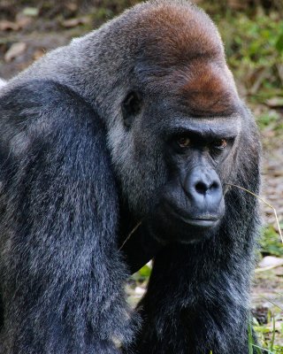 Gorilla looking my way