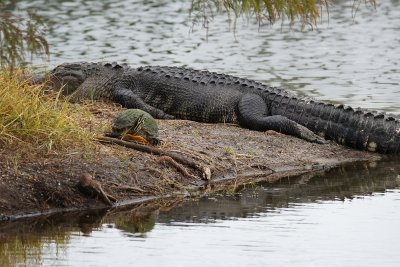 Turtle taking a dare next to an alligator