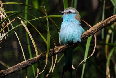 Racquet-tailed roller