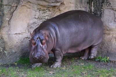 Hippo on land