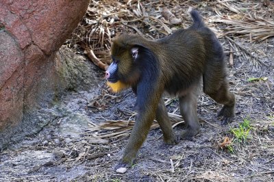 Mandrill monkey