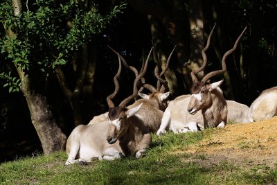 Several addax