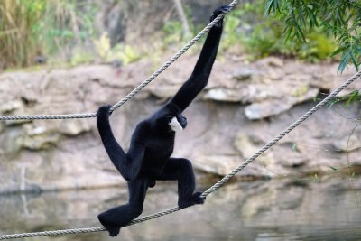 Gibbon running the ropes