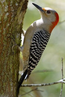Red-bellied woodpecker up close