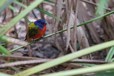 Painted bunting in the shade