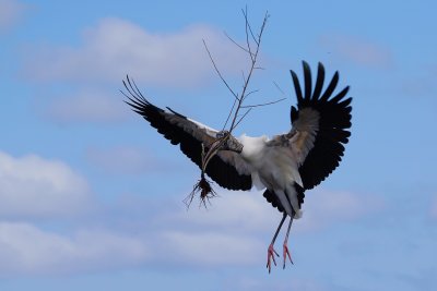 Wood stork with a whole tree